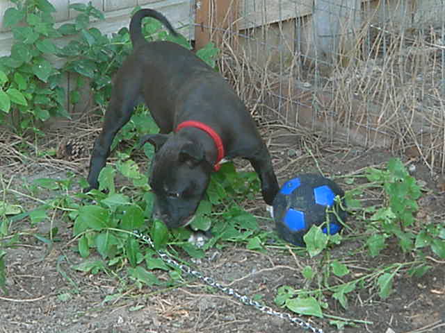 Forum jeep kennel #2